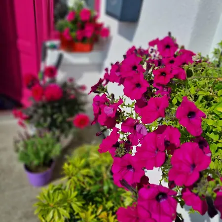 Accommodatie bij particulieren The Pink Door Killala