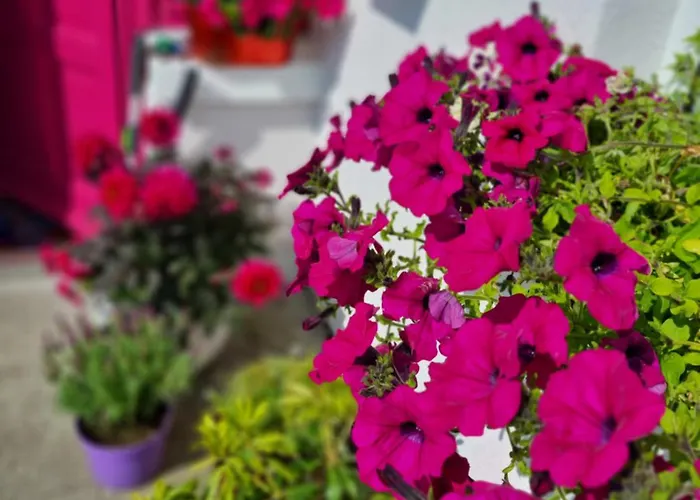 Accommodatie bij particulieren The Pink Door Killala